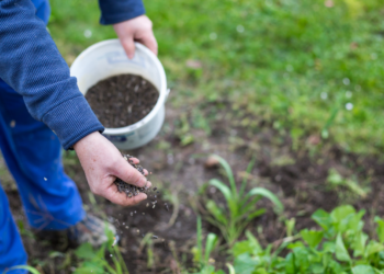 Biologisch tuinieren: Wat zijn precies de voordelen?