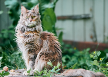 Katten uit de tuin houden? Ik vertel je de oorzaken en de oplossingen