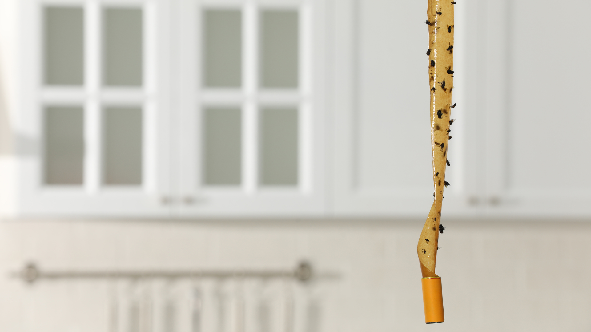 Last van vliegen in de keuken? Lees hier praktische tips om vliegen te bestrijden