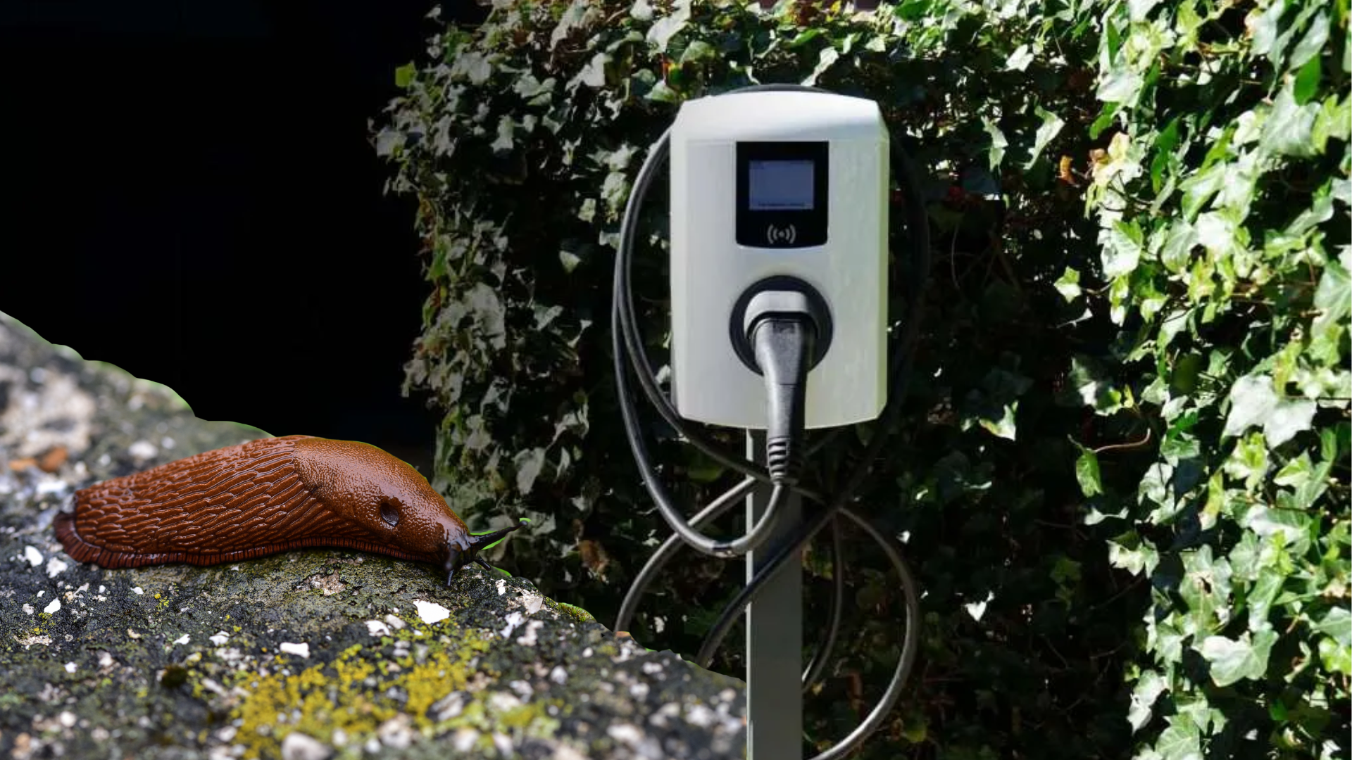 Hoe slakken niet alleen je planten, maar ook je laadpaal aantasten