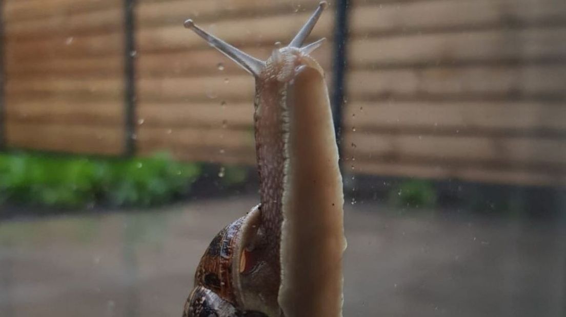 Last van slakken in en rondom je huis? Zo kom je er van af!