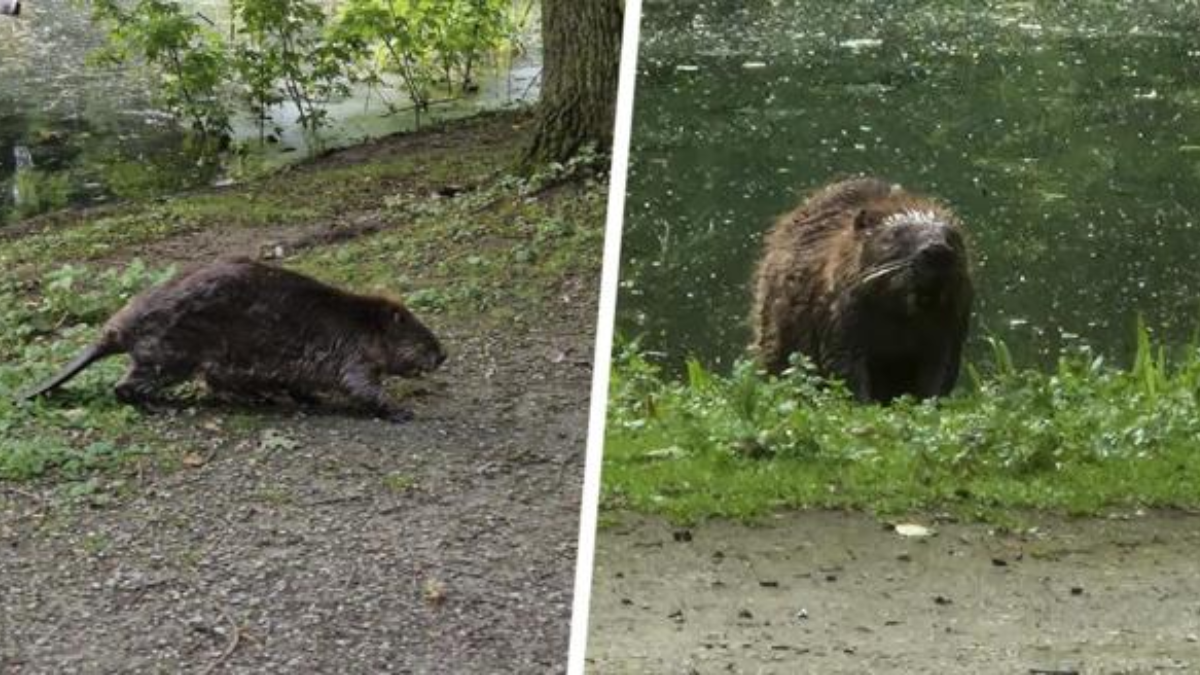 VIDEO – Voorbijgangers spotten een bever aan de wandel en toonde geen enkele angst