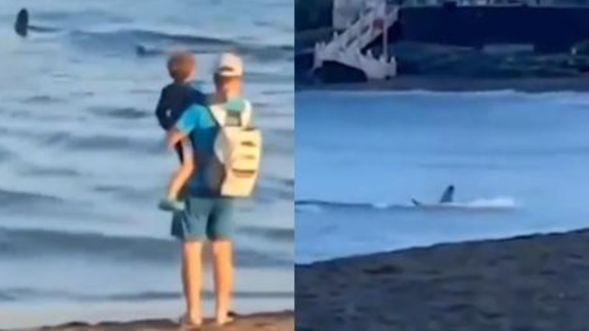 Enorme haaien gezien Spaanse kustlijn: “Ze kwamen op ons af”