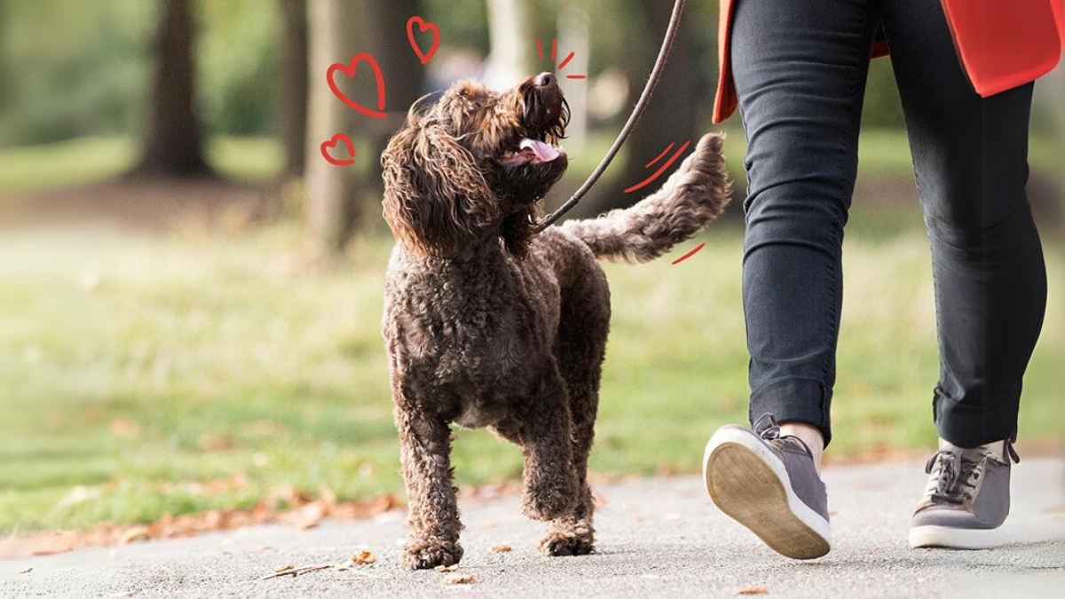 Als je hond deze 5 dingen doet, vindt hij het heerlijk om bij je te zijn