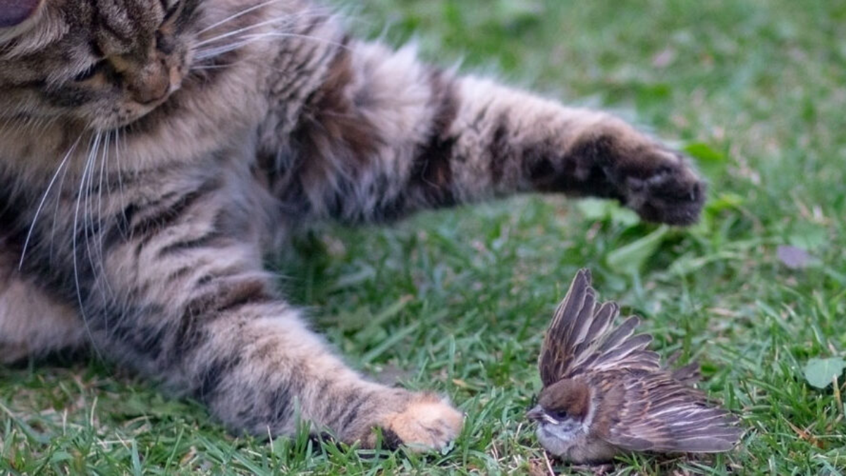 Amersfoort roept op tot nachtelijke binnenblijven van katten: “Het zijn moordenaars”