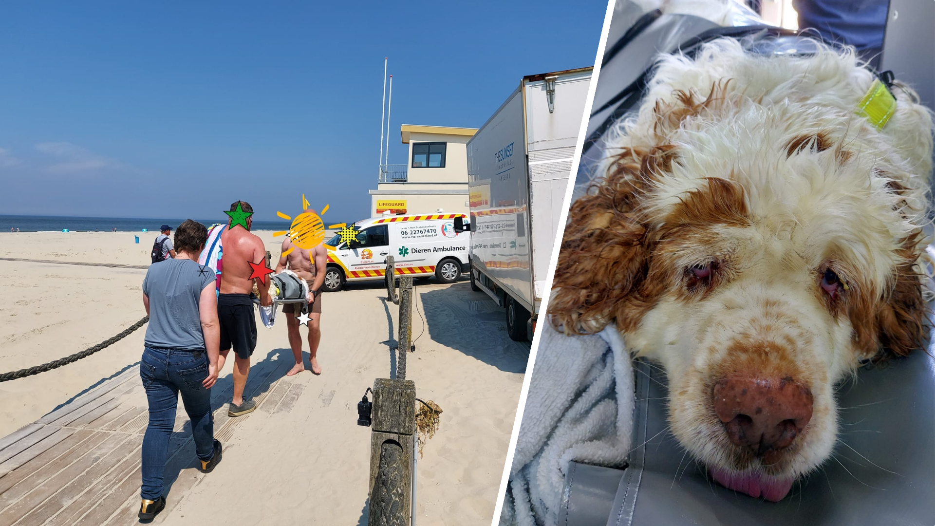 Hond Jasper valt door oververhitting neer op strand Ameland: ‘Houd dieren uit de zon’