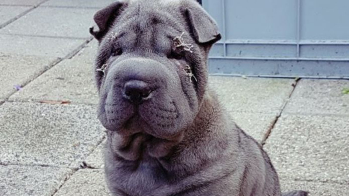 Hondenfokker houdt ogen van pups open met nietjes en hechtingen