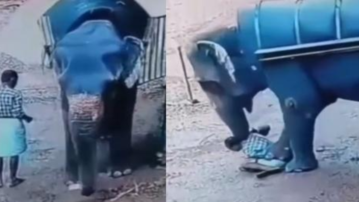 Man mept olifant met een stok om hem te ’temmen’, maar kan het niet meer na vertellen (video)