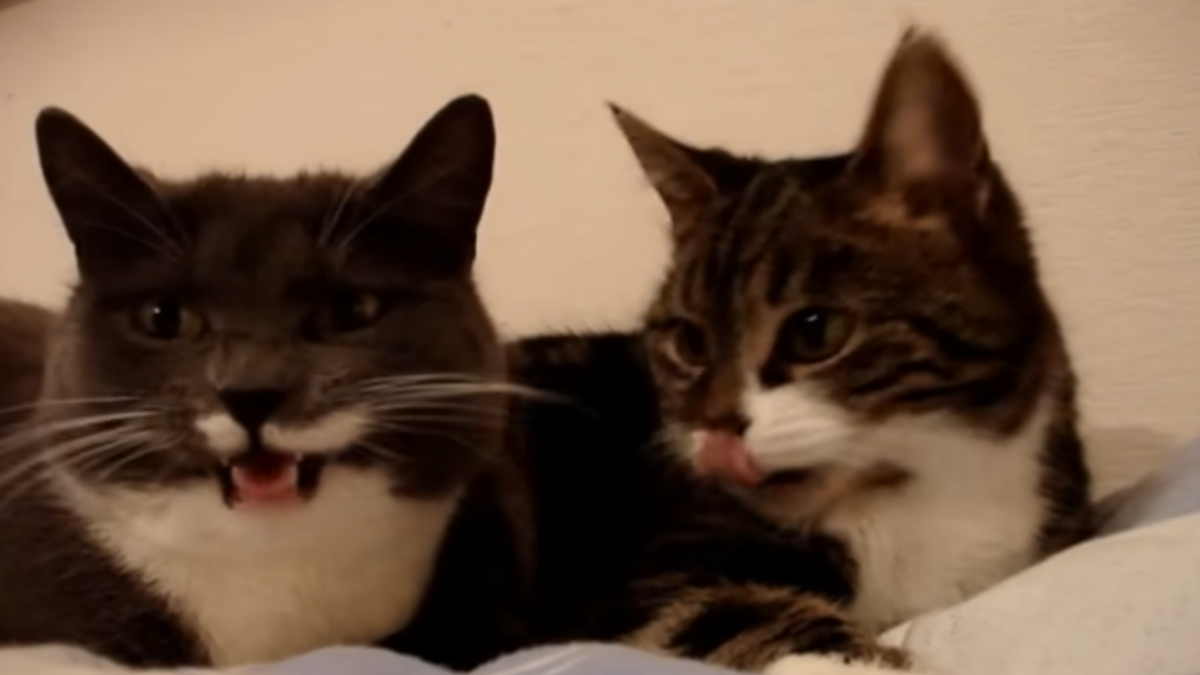 Bizarre beelden van twee katten die met elkaar ‘praten’ als mensen (video)
