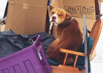 Hond in de steek gelaten tussen vuilnis, probeert zich warm te houden op een oude stoel