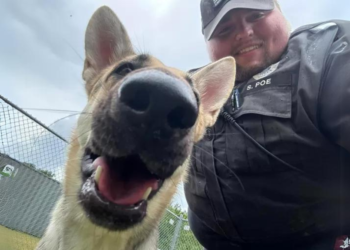 Dappere Duitse herder redt zichzelf uit snikhete auto en vindt nieuwe thuis bij reddende agent