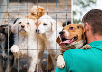 Asiel overweldigd door alle mensen die huisdieren wegbrengen