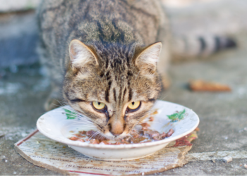 Justin vindt het onhygiënisch: ‘Mijn vriendin gebruikt ons servies en bestek voor kattenvoer’