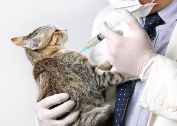 Kattenbaasjes opgelet, dodelijke ziekte gaat rond: “90% van de katten zonder vaccinatie gaat binnen 48 uur dood”