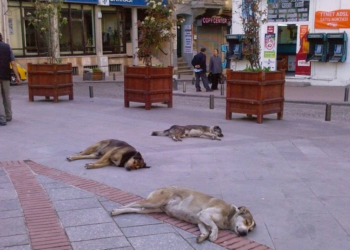 Turkije stemt voor omstreden wet over zwerfhonden: gevangen dieren kunnen afgemaakt worden