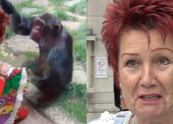 Dierentuinverbod voor vrouw die ‘relatie’ kreeg met aap: “Mijn hart is gebroken”