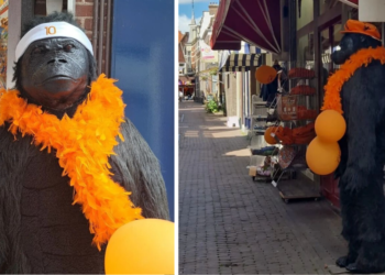 Feestwinkel in Hoorn verwijdert Memphis Depay zweetband bij oranje versierde aap na ophef