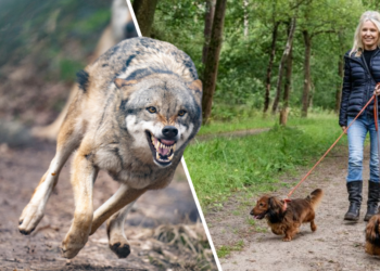 Hond gepakt en meegenomen door wolf: ’Wolf wil welpen beschermen’