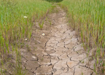 Bioloog Arnold: ‘De natuur lijdt door het weer in Nederland’