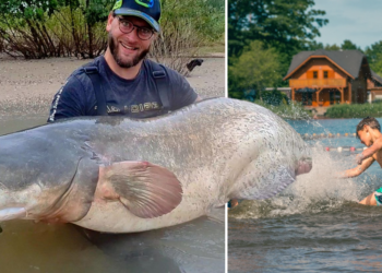 Enorme roofvis duikt op in Nederland: “Hun scherpe tanden en krachtige kaakspieren maken hen zeer goede jagers”