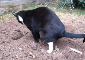 Geen katten meer in de tuin: Op deze manier kan je je tuin kattenvrij houden