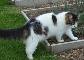 Peter (52) is woest: “De buurman geeft mijn kat dagelijks eten terwijl ik dit niet wil”