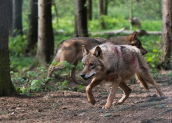 Steeds meer mensen fan van de wolf! Ben jij voor -of tegenstander van de wolf?
