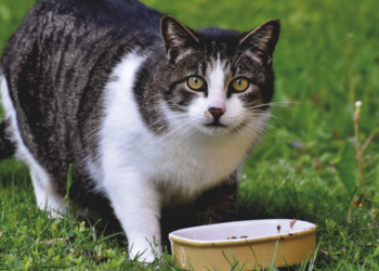 Rosa (32): “Ik geef mijn katten alleen veganistisch voer, dat is veel beter voor ze”