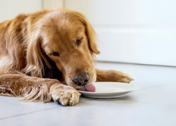 Herman vindt het onhygiënisch: ‘Mijn vrouw gebruikt ons servies en bestek voor hondenvoer’