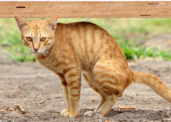 Natasha heeft geen kattenbak: “Mijn katten doen hun behoeftes buiten”