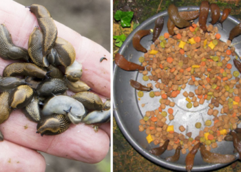 Tuinman onthult: dit is waarom je een schaal met kattenbrokken in je tuin moet zetten