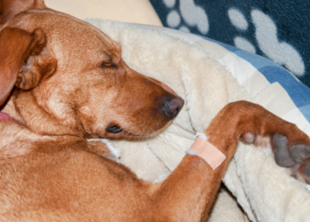 Ronald (42): “Ik stel het bezoek aan de dierenarts uit omdat de kosten hoog zijn”
