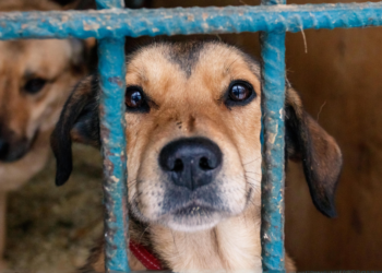 Lia: “Ik gaf mijn hond gratis aan iemand anders, om hem in het asiel terug te vinden”