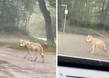 Bestuurder probeert overstekende wolf aan te rijden: ”Oppakken die gek!”