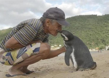 Dankbare pinguïn zwemt jaarlijks 8000 km om redder te bezoeken