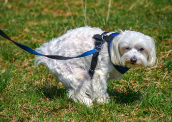 Waarom draaien honden eerst een rondje voordat ze hun behoefte doen?