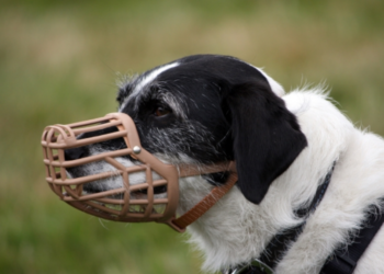 Ineke (51): “Alle honden zouden alleen aangelijnd en met een muilkorf uitgelaten mogen worden”