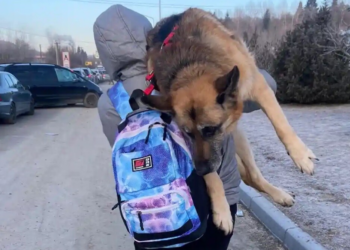 Man draagt bejaarde hond 17 kilometer op zijn schouders naar de Poolse grens