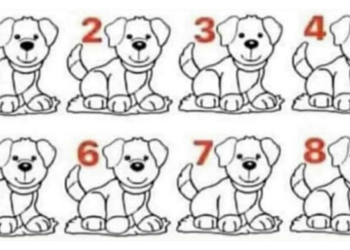 Het internet gaat los! Welke hond is anders dan de rest?