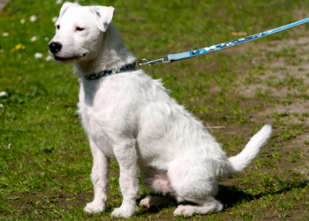 Karin (42): “Ik vind zo asociaal als mensen mijn hond gaan aaien zonder te vragen”