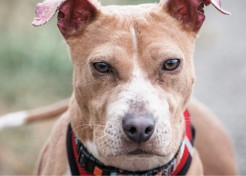 Willem (42): “Mensen vinden me als een slechte hondenbaas omdat mijn hond naar anderen gromt”
