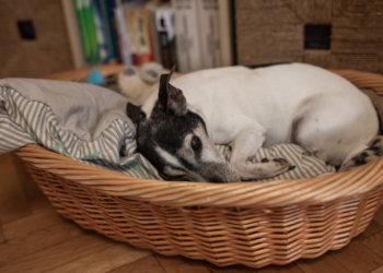 Marjan (53): “Honden horen in een mand te slapen en niet op bed”