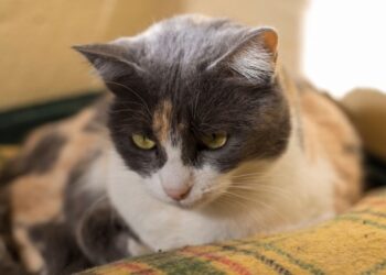 Mandy (52): “Ik heb mijn kat na een week teruggebracht naar het asiel omdat hij te aanhankelijk is”