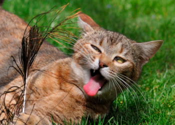 Kattenonderzoekers vermoeden: “Alle katten zijn eigenlijk kleine psychopaten”