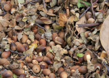 Arjan (52): “Mijn tuin ligt vol met eikels door de boom van de buren, maar ze willen niet snoeien”