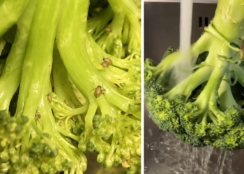 Broccoli zit vol met insecten: Zo was je de broccoli goed en bespaar je tijd!