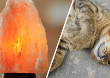 Pas op! Dierenarts waarschuwt: Dit in huis kan levensgevaarlijk zijn voor je kat!