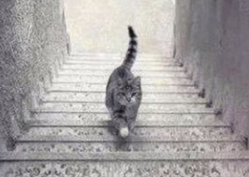 Hersenkraker: Loopt de kat op de trap naar boven of beneden? Niemand snapt het!