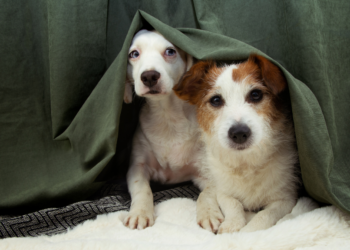 Onderzoek: “Knallend vuurwerk zorgt voor langdurige gevolgen bij huisdieren”