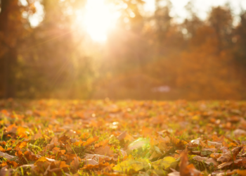 Recordwarmte in Nederland: Nooit eerder was het zo laat in het jaar, zo warm als vandaag